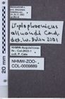 Etiketten zu Tetrigus grandis (NHMW-ZOO-COL-0009889)